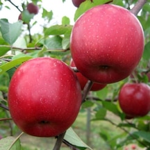 Tüplü Aşılı Bol Sulu Yüksek Verimli Tam Bodur Fuji Zhen Aztek Elm