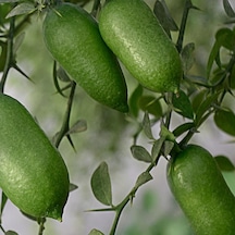 Tüplü Nadir Bir Çeşit Fingerlime Parmak Limon