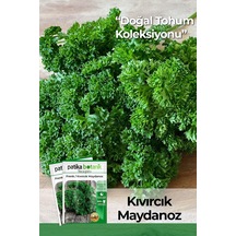 2500 Adet Frenk/kıvırcık Maydanoz Tohumu