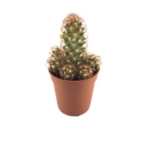 Mammillaria Elongata 'copper King' Kaktüs Ø5,5 Cm Y0-10 Cm
