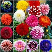 10 Adet Karışık Dahlia Çicek Tohumu 10 Adet Hediye Karışık Renk Gül Tohumu