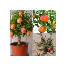 1 Adet Bodur Süs Narı Fidanı 25-40 Cm Saksılı Çiçekli Bodur Bitkiler Dwarf Pomegranate