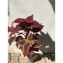 Yaprak Güzeli Yaprağı Güzel Kolyos Fidanı 10-20 Cm
