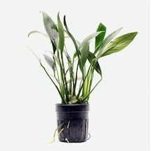 Anubias Congensis 5-6 Yapraklı Kök Canlı Bitki Standart