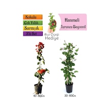 Turuncu Begonvil+kokulu Hanıme Çiçeği+buz Çiçeği 3'lü Peyzaj Seti