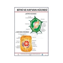 Bitki Ve Hayvan Hücresi Levhası