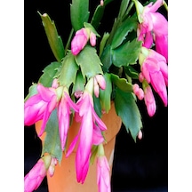 Serada Decor Plant Yılbaşı Çiçeği Yılbaşı Kaktüsü Açık Pembe 8.5 Saksıda İç Mekan Bitkisi