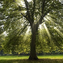 Batı Çınarı Fidanı 10 Adet - Platanus Occidentalis