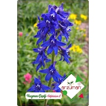 Hazeran Çiçeği Tohumu 30 Adet Saray Çiçeği 4 Al 3 Öde