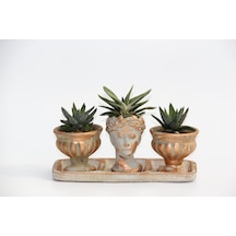 Trio Helen Orange Sukulent Seti - Haworthia Pumila. Gasteria