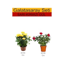 2'li Takım Seti Sarı Gül+ Kırmızı Gül Fidanı