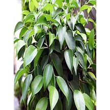 Videolu Yeşil Benjamin Çiçeği 70-100 Cm Saksılı Iç Mekan Bitkileri Ficus Benjamina