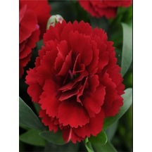 Canlı Kırmızı 1 Adet Karanfil Çiçeği Fidanı 40-60cm Saksılı Carnation Flower