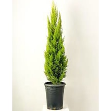 Videolu Hoş Kokulu Limoni Servi Fidanı 30-40 Cm Tüplü Dış Mekan Ağaçları Lemon-scented Pine