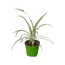 Mini Kudele 5-10 Cm 1 Adet Saksılı Salon Bitkisi