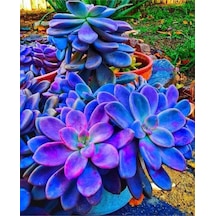 10 Adet Colorful Succulent Varity Tohumu
