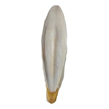 Xxl Kalamar Kemiği İri Boy 20-25 Cm Aralığında