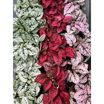 Kırmızı Hostes Çiçeği 1 Adet Saksılı Red Hypoestes