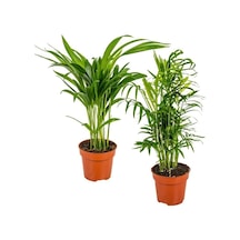 Areka & Dağ Palmiyesi Set 2 Adet 15-30 Cm