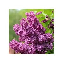 Saksıda Mor Leylak Çiçeği Ağacı 30-60 Cm
