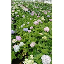 Videolu 2 Adet Pembe Çiçekli Ortanca Fidanı 30-55 Cm Tüplü Çiçekli Bodur Bitkiler Pink Hydrangea