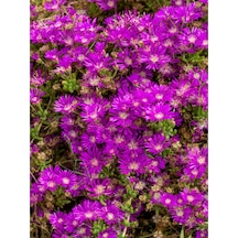Acem Halısı 5 15 Cm 30 Adet Saksılı/ Tüplü Çiçekli Bodur Bitki Drosanthemum Floribundum