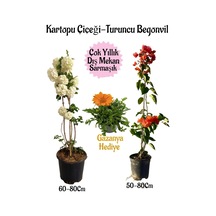 Kartopu Çiçeği 1 Adet +turuncu Begonvil 1 Adet+turuncu Gazanya Saksılı Bahçe Seti