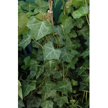 2'li Duvar Sarmaşığı Hedera Helix