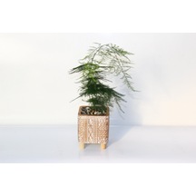 Asparagus Tül Kuşkonmaz Bronz Saksıda 2 Adet