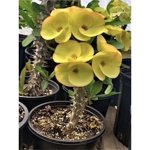 Sarı Milli Dikenler Tacı 1 Adet Saksılı 10-30 Cm Salon Bitkisi Kaktüs Euphorbia