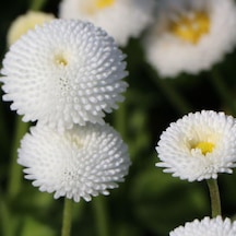 Bellis Perennis Beyaz Ponpon İngiliz Çayır Papatyası Çiçeği Tohum N115064
