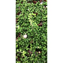 Senecio Tesbih Çiçeği / Sukulent