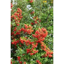 Ateş Dikeni Fidanı 20-40 cm
