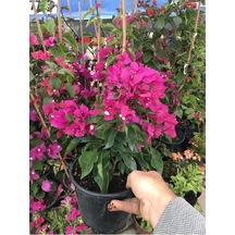 Nura Botanik Begonvil Çiçeği Bougainvillea