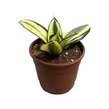 Sansevieria Golden Hahnii Paşa Kılıcı Ø12 Cm H15-20 Cm