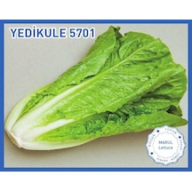 Biogen Yedikule Marul Tohumu 10GR 1 Paket