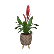 Kırmızı Alev Kılıcı Çiçeği Kiremit Rengi Motif Desenli Saksıda
