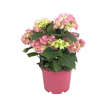 Hydrangea Macrophylla Pink (Pembe Ortanca) Ø17 CM 35-40 CM