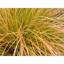Carex Testecea 5 Adet - Otsu Yer Örtücü Bitki