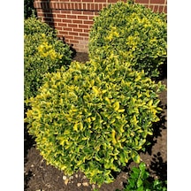 Gold Taflan Euonymus Japonica Aurea Büyük Boy 40-50 Cm