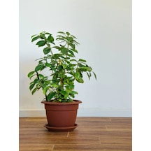 Videolu Muhteşem Kokulu 1 Adet Beyaz Gardenya Çiçeği Saksılı 25-45cm White Gardenia Flower
