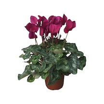 Cyclamen - Sıklamen Çiçeği Fuşya