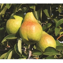 Tüplü Aşılı Aromatik Leziz Williams Barlett Armut Fidanı
