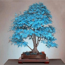 Mavi Akçaağaç Bonsai Tohumu 5 Adet