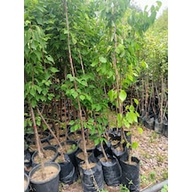 Yeşil Deniz Fidancılık Iğdır Kayısı Fidanı 100-150 Cm