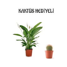 Hediyelik Beyaz Barış Çiçeği Sevgililer Gününe Özel Kaktüs Hediyeli