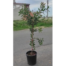 Fırça Çalısı Fidanı 30-60 Cm