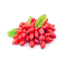 Gojiberry Fidanı Kurt Üzümü 2 Adet Meyveler Yetiştirin