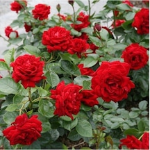 Videolu Kırmızı Sarmaşık Gül Fidanı Kokulu 90-140 Cm Tüplü Aşılı Gül Red Rose