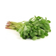 Semiz Otu Tohumu 100 Tohum + Saksı + Toprak+ Tohum